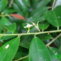 Erythroxylum zeylanicum O.E.Schulz